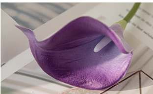 Pourpre