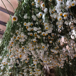 Bouquet de fleurs séchées naturelles d'Ammobium Alatum (<span class=keywords><strong>Fleur</strong></span> éternelle ailée) <span class=keywords><strong>et</strong></span> de marguerites séchées pour la décoration intérieure – Vente en gros - Product Image 4
