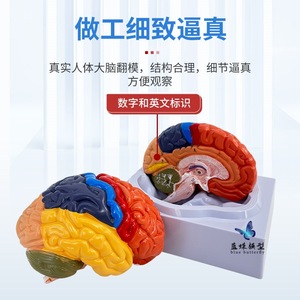 Modèle de simulation du cerveau humain à l'échelle 1:1, modèle de cerveau à zonage fonctionnel, modèle de cerveau à zonage cortical, avec codage couleur - Product Image 4