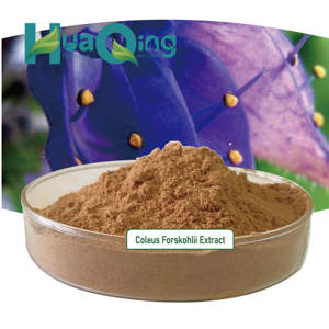 Extracto de <span class=keywords><strong>Forskolin</strong></span> 10% 20% 98% Coleus Forskohlii de alta calidad - Product Image 5