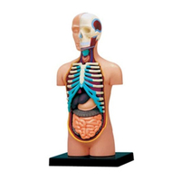 Modelo de Torso humano 4D, rompecabezas maestro, juguete de ensamblaje de anatomía médica