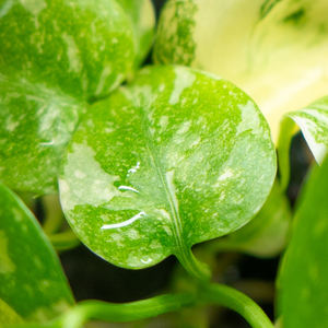 Nouveautés MINHUI : <span class=keywords><strong>Monstera</strong></span> Thai Constellation Var Araceae, plantes tropicales variegées - Product Image 2