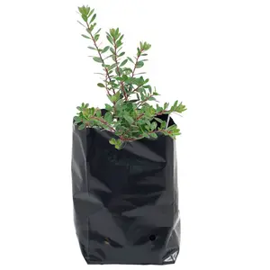 黑色3 Gal PE长袋塑料花盆播种育苗包