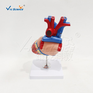 Cœur à haute précision, grossissement 1,5x, 4 composants, affichage des valves cardiaques détachables, outil pédagogique d'anatomie. - Product Image 2