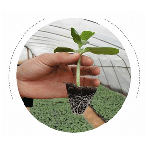 PET Plastic Nursery Seed <b>Tray</b> 21 32 50 72 98 128 200 Cells Vegetable Flower Seed Starting Grow <b>Tray</b> For Greenhouse - Product Image 4