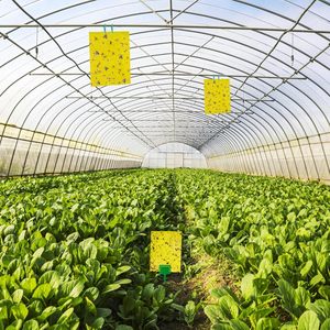 Желтая липкая ловушка 20*25 см, двусторонняя, нетоксичная, для отслеживания и борьбы с тли, белой мушкой в помещениях, теплицах и садах - Product Image 4