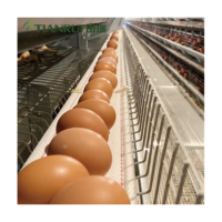 Cages en batterie pour poulets pondeurs de ferme avicole (10 000-100 000 unités) – Cages pour animaux de ferme avicole