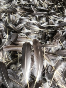 Prix de la plume de Nagorie d'oie teinte 5/9 pouces violet multicolore lavé 12 pouces plumes d'oie longues naturelles brutes pour l'artisanat naturel - Product Image 2