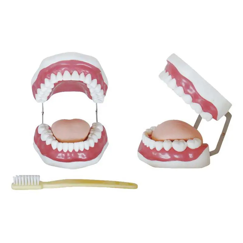 Oral Teaching Model Dental Demonstration Models Teeth Care Model With Brush