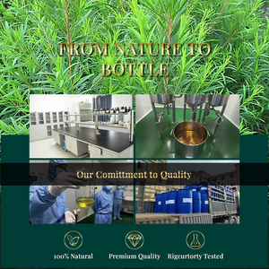 Aceite Esencial Puro de Árbol de Té 100% Natural y Orgánico para Aromaterapia, Venta al por Mayor - Product Image 6