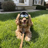 Lunettes de protection coupe-vent pour animaux de compagnie, lunettes pour chien, protection UV, accessoires pour casque de moto, pour chiens de taille moyenne à grande