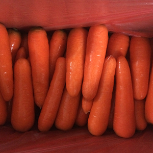 <span class=keywords><strong>2025</strong></span> <span class=keywords><strong>New</strong></span> Crop cà rốt bán buôn tươi màu Đỏ cà rốt - Product Image 6