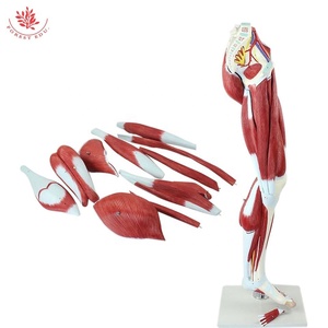 Músculos <span class=keywords><strong>de</strong></span> <span class=keywords><strong>la</strong></span> <span class=keywords><strong>pierna</strong></span> Disección Músculos del modelo <span class=keywords><strong>de</strong></span> extremidades inferiores Músculos del modelo <span class=keywords><strong>de</strong></span> Anatomía <span class=keywords><strong>de</strong></span> <span class=keywords><strong>la</strong></span> <span class=keywords><strong>pierna</strong></span> <span class=keywords><strong>humana</strong></span> - Product Image 2