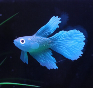 Kunstmatig Drijvend Zwemaquarium <span class=keywords><strong>Plastic</strong></span> Vis - Product Image 2