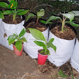 Mejor Bolsa <span class=keywords><strong>de</strong></span> Cultivo <span class=keywords><strong>de</strong></span> Hongos, la Mejor Bolsa <span class=keywords><strong>de</strong></span> Cultivo <span class=keywords><strong>de</strong></span> Hongos Todo en Uno y Bolsas <span class=keywords><strong>de</strong></span> Cultivo <span class=keywords><strong>de</strong></span> Hongos en Venta - Product Image 6