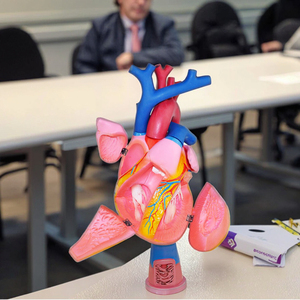 Modello di anatomia del cuore in plastica biologia dell'organo umano che insegna spiegazione medica dimostrazione 5 6 volte - Product Image 6