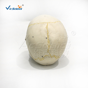 แบบจำลองกะโหลกมนุษย์ขนาดเท่าของจริง 3 ส่วน ทำจาก PVC 22 กระดูกกะโหลกศีรษะ มีหมายเลขสำหรับการเรียนการสอนทางการแพทย์ ได้รับมาตรฐาน CE ISO ROHS CNAS - Product Image 6