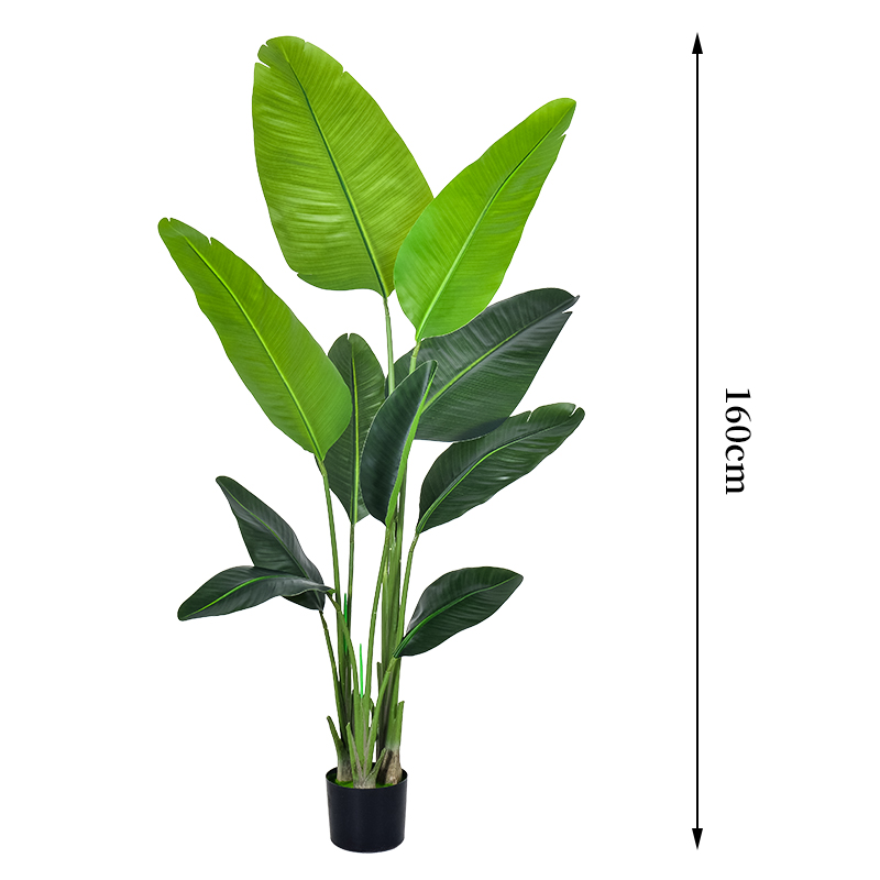 160cm/5.3ft traveler palm