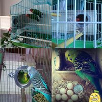 Inséparables perroquets perruche perruche colibri pigeon nid d'oiseau maison nichoir en bois boîtes nichoir d'élevage boîte de mting