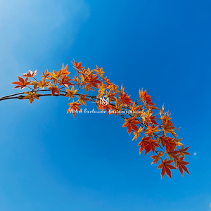 กิ่งเมเปิ้ลประดิษฐ์ที่เหมือนจริง ใบไม้สีส้มและสีเหลืองสดใสสำหรับตกแต่งในฤดูใบไม้ร่วงและงานต่างๆ - Product Image 4