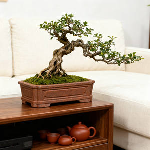 Petits pots à bonsaï en argile violette <span class=keywords><strong>de</strong></span> Yixing, faits à <span class=keywords><strong>la</strong></span> main, carrés, contemporains, en céramique, avec drainage supérieur, écologiques, sculptés à <span class=keywords><strong>la</strong></span> main - Product Image 4