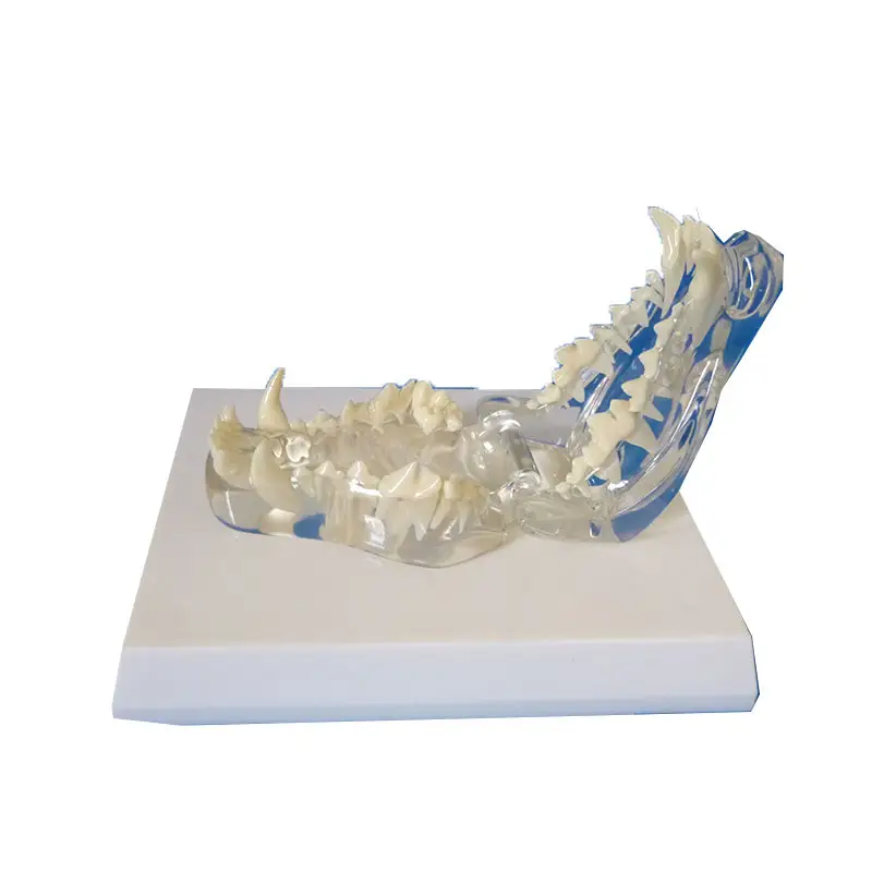 ペット歯モデル透明猫歯口腔犬歯教育デモンストレーション動物シミュレーション型猫獣医