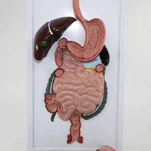 Modèle du tube digestif humain, organes anatomiques, système digestif, estomac, section transversale, nasopharynx, larynx, petit modèle - Product Image 2