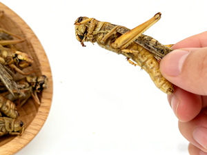 Sauterelles séchées <span class=keywords><strong>comestibles</strong></span> sans hormone, protéines d'<span class=keywords><strong>insectes</strong></span> à absorption élevée pour l'<span class=keywords><strong>alimentation</strong></span> animale et la consommation humaine - Product Image 3