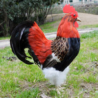 Figurine de coq réaliste en plumes véritables, grande taille, simulation d'animal de ferme, figurine anime pour la décoration de la maison, du jardin et du paysage.