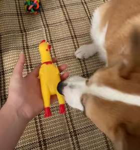 Hayvan sıkmak oyuncaklar vinil çığlık tavuk Squeak Pet kauçuk tavuk köpek oyuncak Pet ısırma oyuncak - Product Image 6