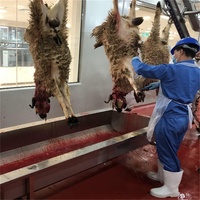 Processus d'abattage personnalisé de viande d'agneau halal pour abattoir de moutons