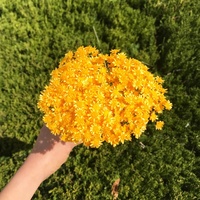Bunga Bintang Kuning Every Love Bunga Bintang Kecil Kering Bunga DIY Bunga untuk Dekorasi Rumah
