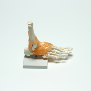 Modelo de Anatomía de articulación de pie <span class=keywords><strong>humano</strong></span> de tamaño real, modelo de articulación de <span class=keywords><strong>tobillo</strong></span> con ligamentos - Product Image 2