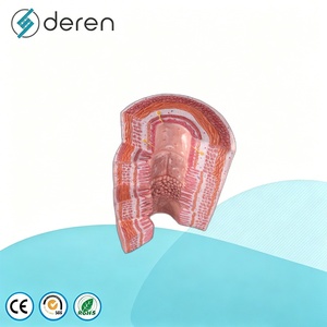 แบบจำลองกายวิภาคระบบย่อยอาหารของมนุษย์ 4 ส่วน ขนาดเท่าของจริง ทำจาก PVC สำหรับการศึกษาทางวิทยาศาสตร์การแพทย์และชีววิทยา - Product Image 1