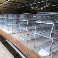 Nouveau système de cages en batterie Agricon type H pour poulets de chair, alimentation/abreuvement automatiques, bande de fumier, cadre en acier galvanisé à chaud 96-160