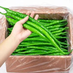 เปลือก<span class=keywords><strong>ต้น</strong></span>การบูรแห้งธรรมชาติจากฝูเจี้ยน ยี่ห้อจางชูปี้ สำหรับใช้เป็นสมุนไพร - Product Image 4