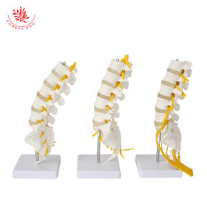 Modello di Vertebre Lombari a 5 Segmenti a Grandezza Naturale con Nervo Sacrale, Sacro Apribile, Dotato di Nervo Caudale Equino - Product Image 5