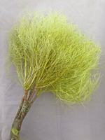 Herbe séchée stabilisée naturelle pour mariages de rêve Décoration intérieure Espaces extérieurs Cuisines Chambres à coucher-pour Noël Fête des Mères