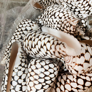 Grosir cangkang alami asli Conus Marmoreus kerang warna-warni untuk hadiah Dekorasi Rumah - Product Image 1
