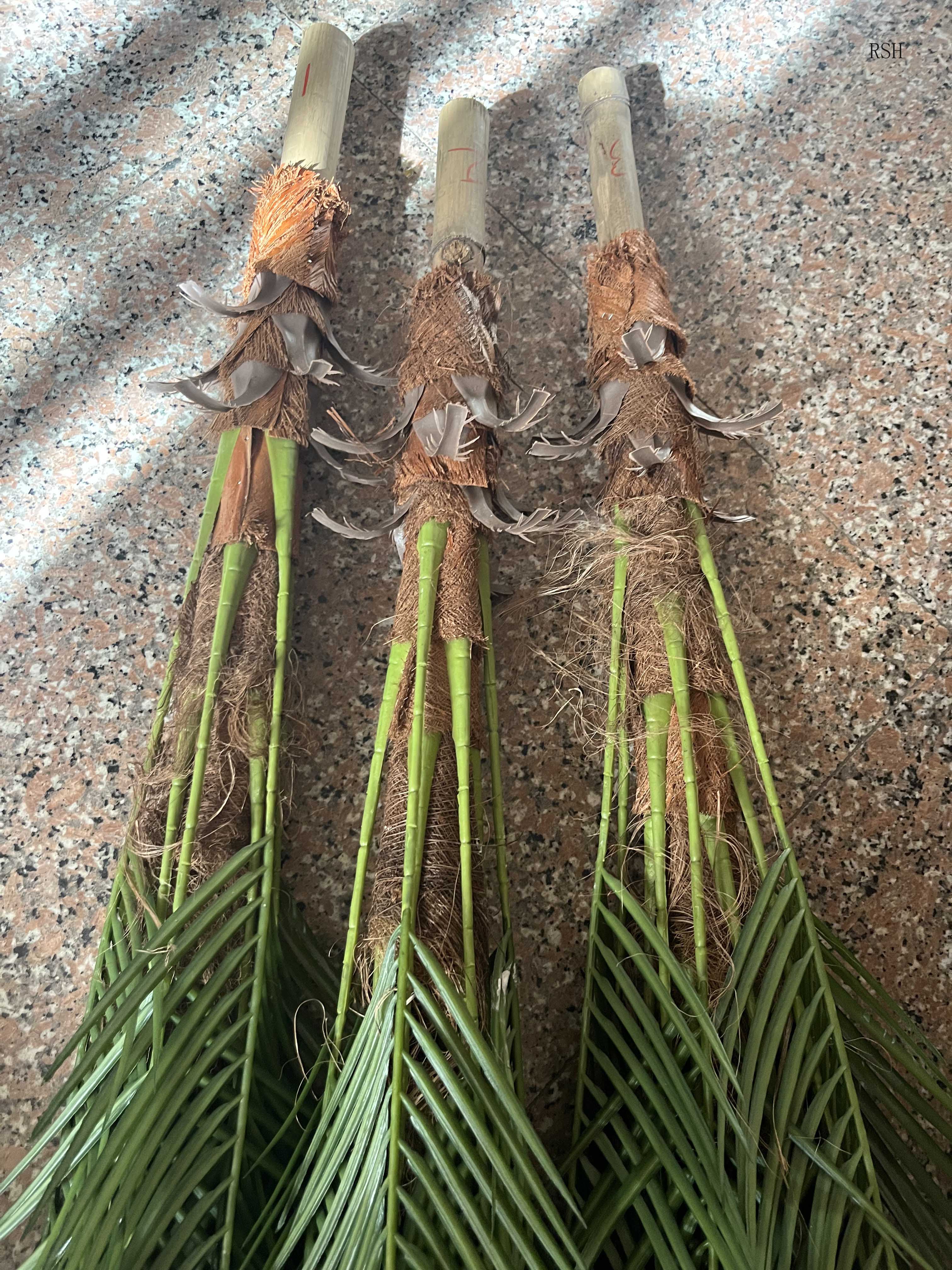 bonsai coconut tree price