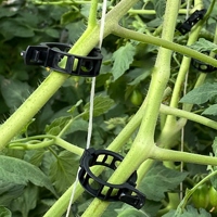 Clips de Soutien pour Plantes en Bioplastique/Polypropylène Transparent à Forte Adhérence 16-25mm pour Tomates, Concombres, Lianes – Jardin Multi-Saisons