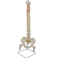 Modelo de esqueleto de columna vertebral de simulación de plástico de ciencia médica modelo de columna vertebral de anatomía humana de PVC para escuelas y hospitales