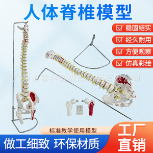 Ceinture vertébrale et pelvienne naturelle de 80 cm avec coloration des muscles, points d'origine et d'insertion musculaires, colonne vertébrale lombaire et bassin - Product Image 5