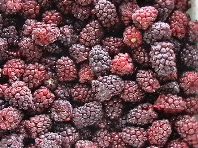 Замороженные Свежие фрукты Blackberry Iqf