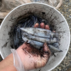 Bolsa de tinta de sepia congelada de alta calidad, producto marino capturado salvaje IQF para aplicaciones culinarias gourmet y suministro de restaurantes - Product Image 2