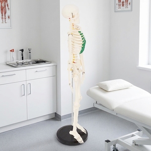 Modello di Scheletro Umano Completo da 85 cm con Nervi Spinali e Costole Verdi Marcate, Torace e Ossa, Esemplare Anatomico Didattico - Product Image 4