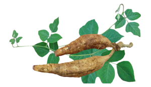 Экстракт пуэрарии мирифики 30% пуэрарина, белый порошок, вакуумная упаковка в бочках, экстракт корня кудзу, прямые поставки с завода - Product Image 3