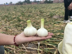 Ajo Blanco Fresco de Primera Calidad, Grado A, Sabor <span class=keywords><strong>Picante</strong></span> Intenso, Alto Rendimiento, Secado al Aire, Jinxiang, Shandong, China, Venta al Por Mayor - Product Image 1