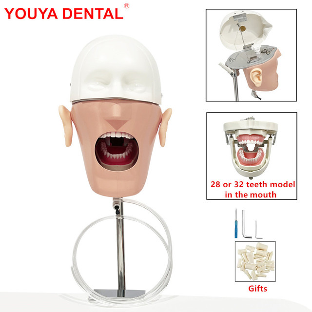 Head Model Dental Simulator Plastic Manikin TM-076 Phantom Teeth Training Education Dentistry Practice Medical Science Schools