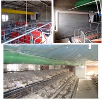 Chauffe-poussins automatique en acier inoxydable de 50 kW pour élevage avicole, alimenté au diesel 220 V, équipement pour poussins en poulailler au Pakistan